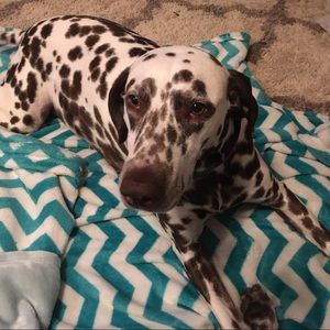 Meet your Posher, Chase